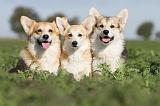 CORGI PEMBROKE 662